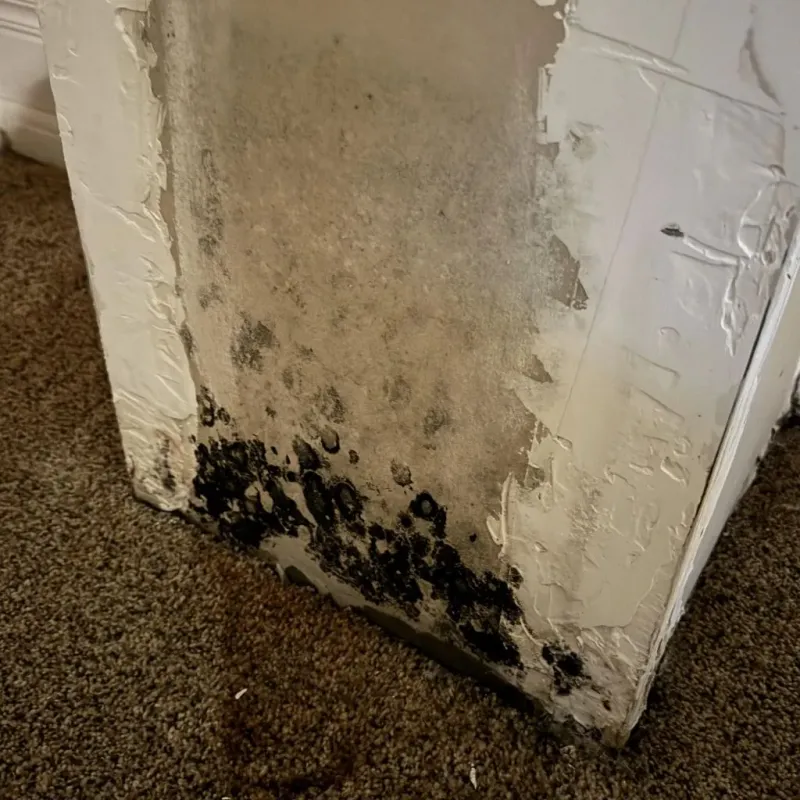 Professional Mold Removal in Bloomington, IL
